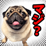 リアル☆わんこ