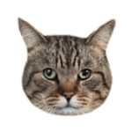 はらっぺらし猫③