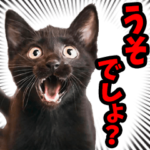 リアル☆にゃんこ