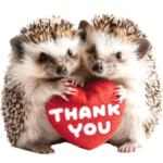 かわいい♡ハリネズミ