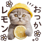 ねこさん♡ダジャレ