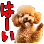 リアル☆トイプードル