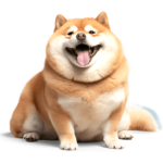 リアル⭐ぽっちゃり柴犬