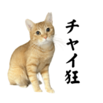 チャイさんの日常2