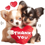 大人可愛い♡チワワ