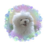 白く、柔らかな犬