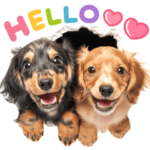 かわいい♡ダックスフンド