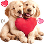 毎日可愛い♡ゴールデンレトリバー