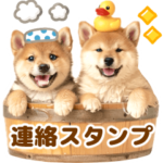 今何してる？♡わんこ