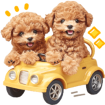 今何してる？♡トイプー