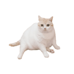 まさまさ家の猫ちゃん。