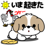 動く！シーズー「いま何してる」