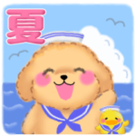 かわいいトイプードル❤️夏3