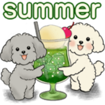 キュートなトイプードル達の夏