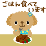 絵本みたいな*飛び出す*トイプー何してる？