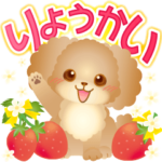 毎日使える！可愛いトイプードル！