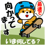 動く！豆柴「いま何してる？」