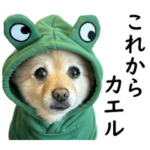 ポメラニアンのポメくん 日常編2