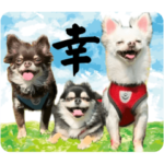 チワワ『ここまる。』スタンプ第3弾