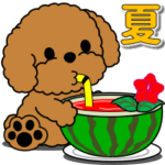 飛び出す！トイプー「夏」