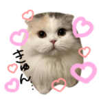 ラテ様とチャイ様