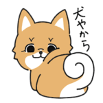 もちゃもちゃの小賢しい犬