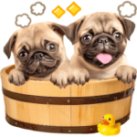 飛び出す♡パグちゃんの日