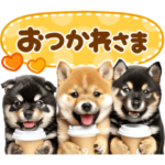 飛び出す♡柴犬日和