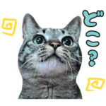 柴犬ももと猫の天空