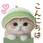 メロン帽が可愛い 気遣いスコティッシュ猫