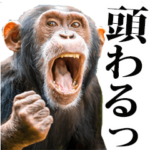 煽るチンパンジー  4