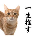 チャイさんの日常3