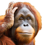 やる気がないオラウータン