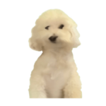 シンプルな態度でか犬