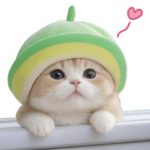 メロン帽が可愛い 気遣いスコティッシュ猫2