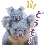 東山動植物園のコアラです