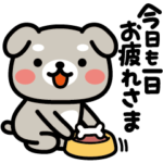 動く♪わんこな日＜まゆ＞