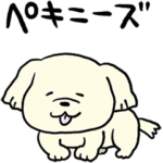 ペキニーズのペキお