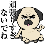 目ヂカラ☆わんこ10