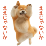 踊る！柴犬