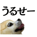 千田の犬_24個入り