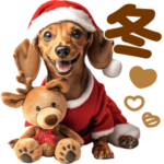 大きくてかわいい♡冬ダックス