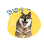 あずはなの花さん