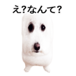bichonpun01