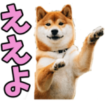 関西弁☆柴犬