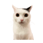 まつもとたける 証明写真（背景透過）