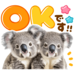 かわいい♡コアラ