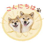 豆柴 福ちゃん富くん