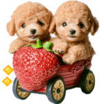 トイプー♡春日和