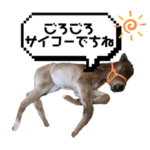 仔馬のまめちゃん1